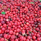 Kako kuhati brusnice na pari